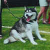 fat dog.JPG (16160 bytes)